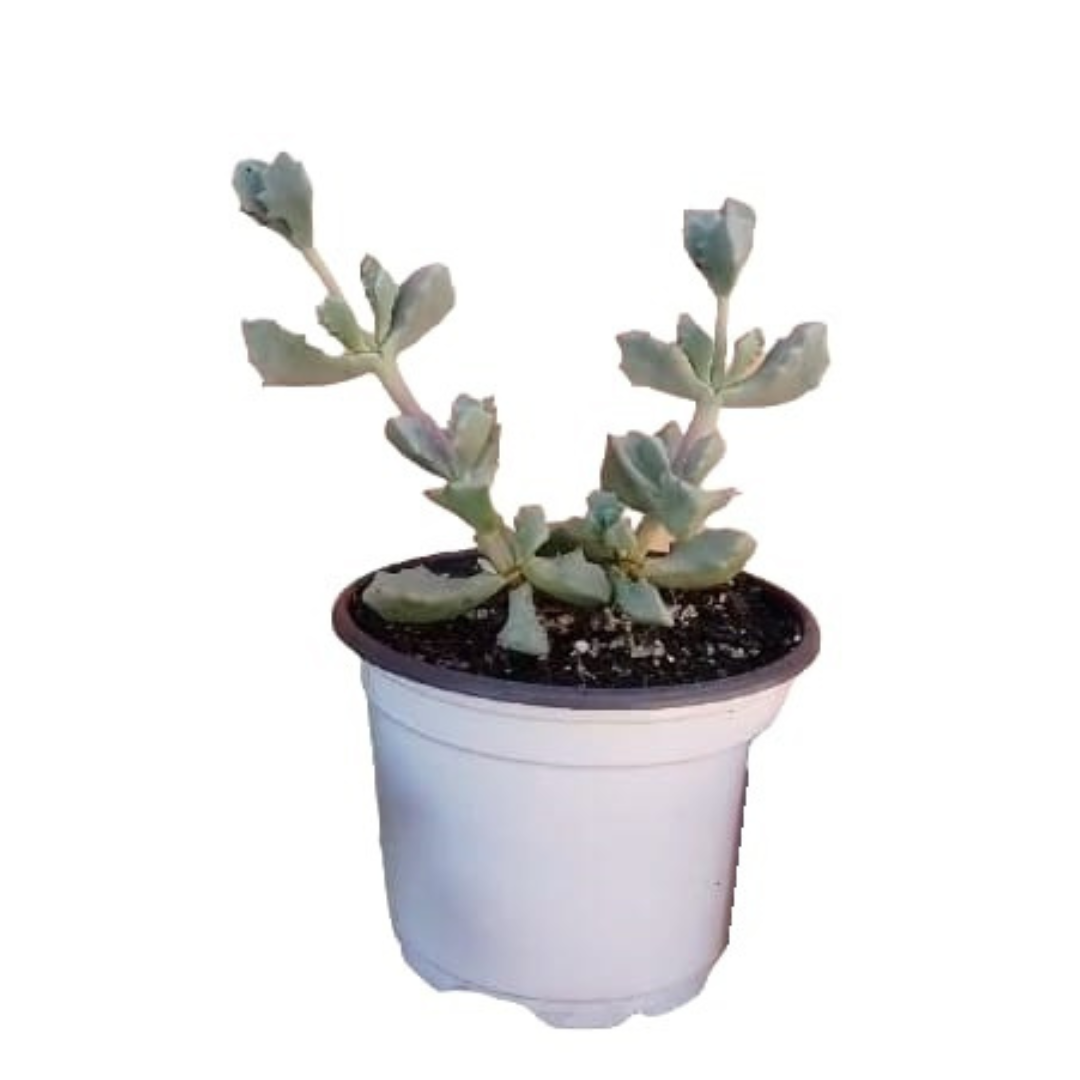 Oscularia deltoides