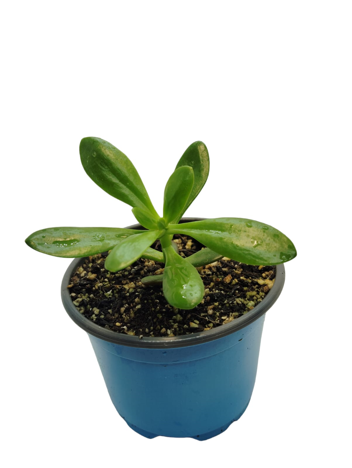 Sedum Praealtum
