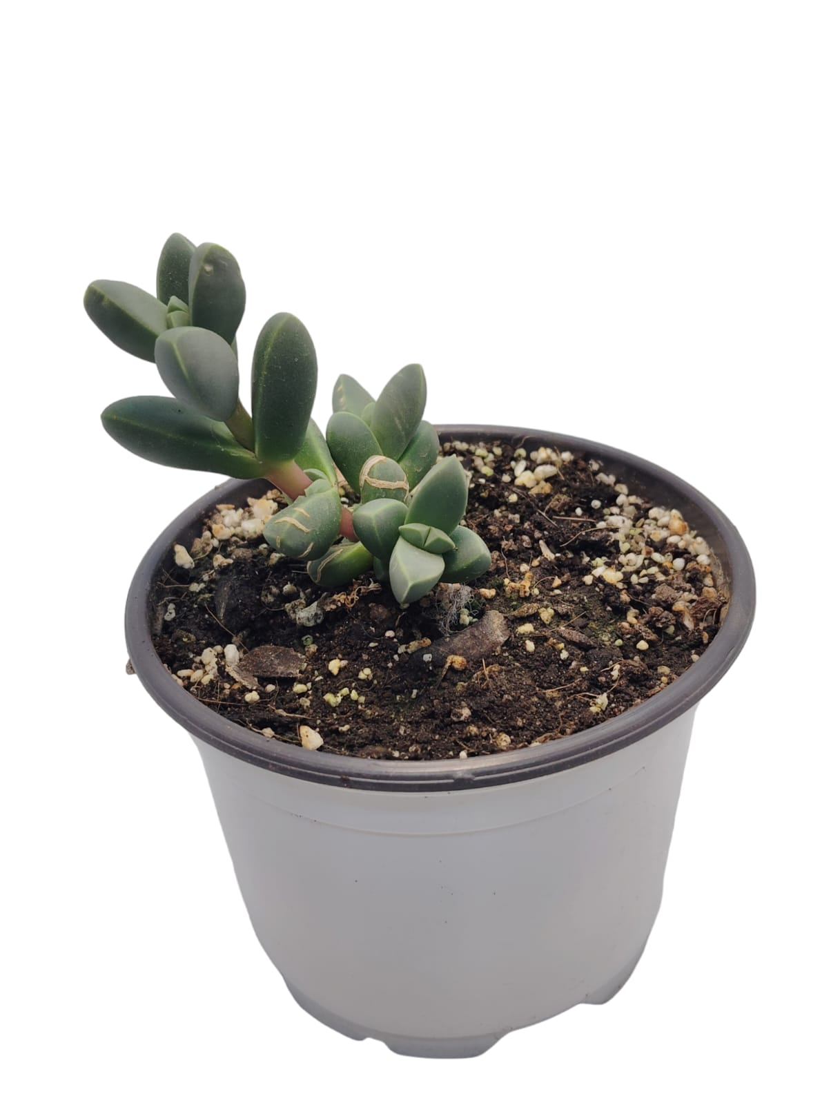 Corpuscularia lehmannii