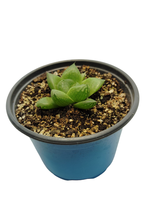 Haworthia Cuspidata